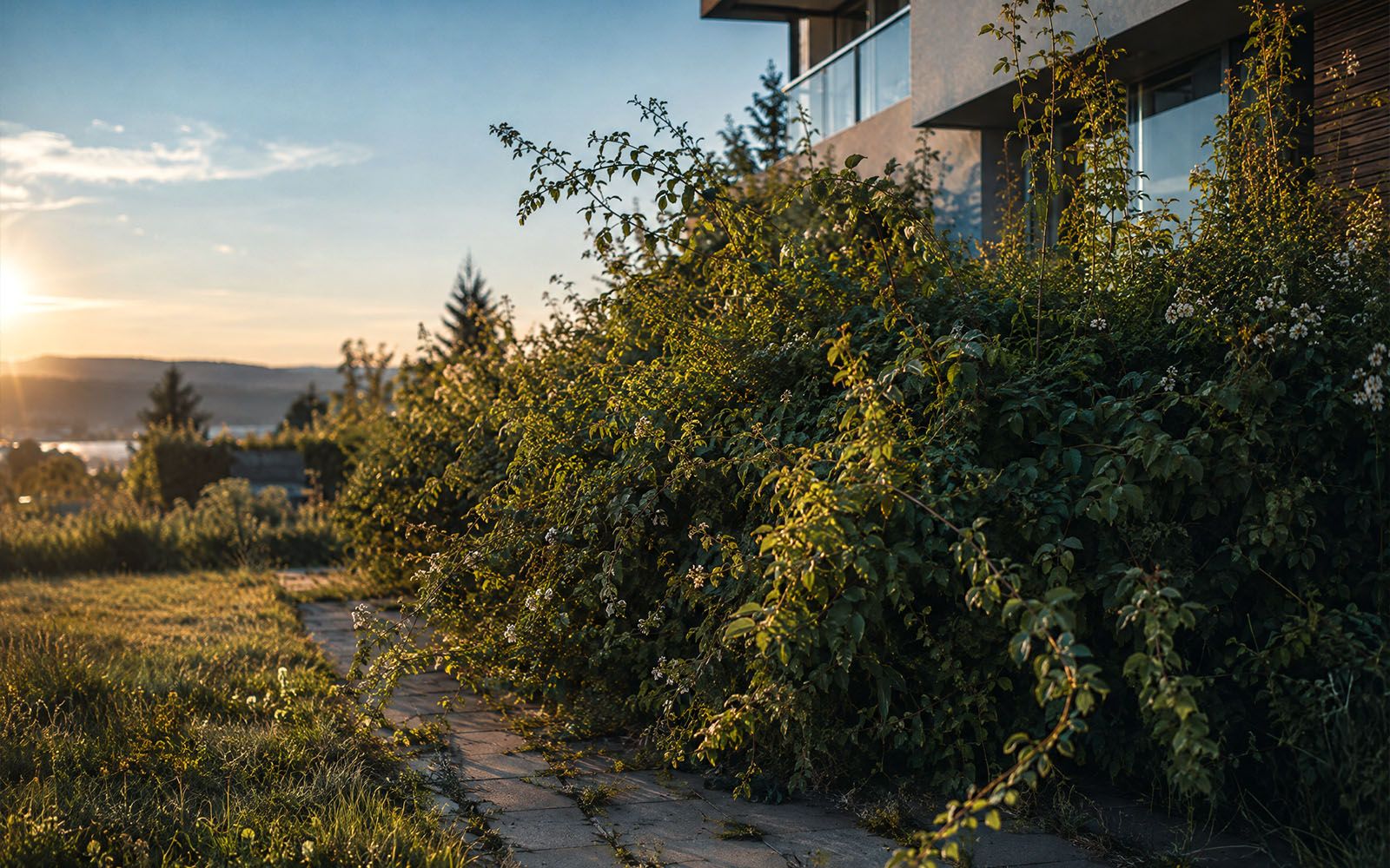 Verwilderte Rasenfläche mit hohem Gras und ungeschnittener Hecke vor einem Mehrfamilienhaus